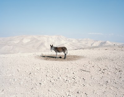 A donkey in a white sand dessert is chained to a post. A small circle underneath him is a different color because the sand is wet and has been kicked up.