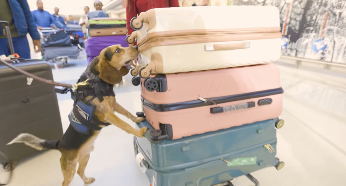 A 5-year-old Customs and Border Protection beagle named Freddie, pictured in a CBP Facebook video in March, was kicked and injured by a traveler this week during a bag search at Washington Dulles International Airport.