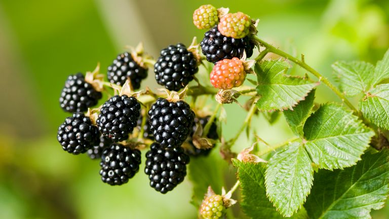 The UK has seen a bigger-than-expected crop of blackberries and other fruits this year. Pic: iStock