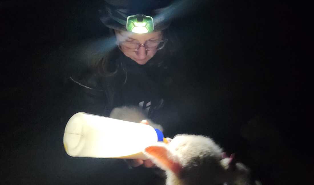 Kristen Kimball gives extra nourishment to one of the newborn lambs in her flock. She hopes for 400 healthy births before this spring lambing season ends.