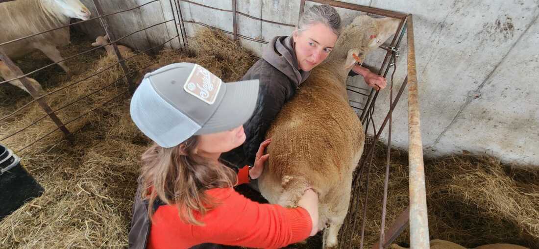 Kristen Kimball and Ann Brown work to help a ewe deliver another set of triplets after a lamb turns breach.