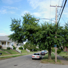 Trees Are Key To Fighting Urban Heat — But Cities Keep Losing Them