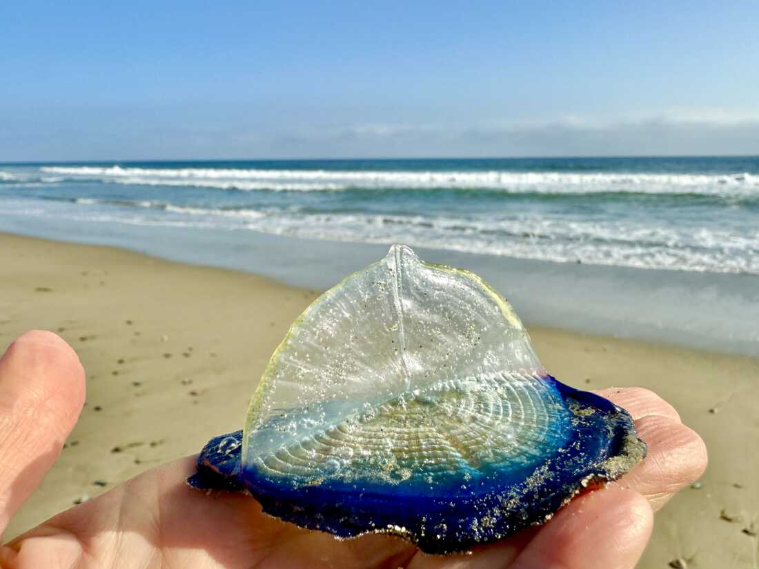 Professional photographer Emily Scher told NPR she came across tens of thousands of glittering Velella velella on a stretch of sand between Zuma and Broad beaches in Malibu, California.