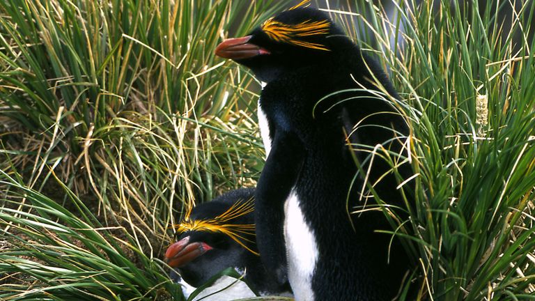 EMBARGOED TO 0001 SATURDAY APRIL 25 Undated handout photo issued by the WWF of Macaroni penguins at Hercules Bay, South Georgia Sub-Antarctic. Scientists used tracking data from five types of penguin and 12 other species of predator to find the richest feeding grounds in the Southern Ocean.

MIME type:
image/jpeg
Width:
2490
Height:
3772
Copyright holder:
PA PICTURE DESK
Copyright notice:
PA Media
Usage terms:
PICTURE DESK USE ONLY. NO SALES
Picture by: