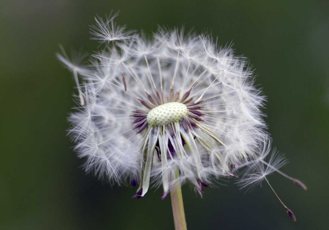 A mature dandelion is seen on a warm spring day in Belgrade, Serbia, Tuesday, April 23, 2013.