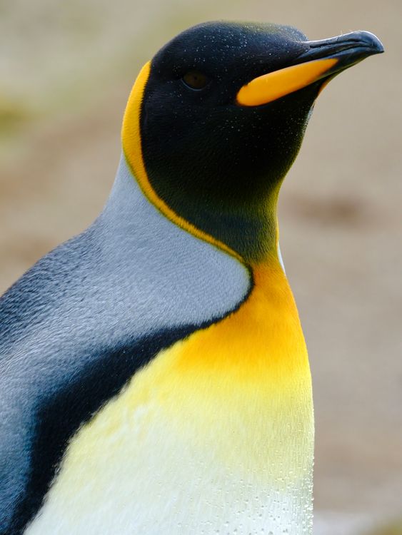 Tom Clarke's penguins in the Falklands video.