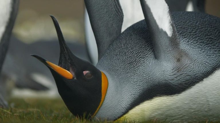 A penguin screeching from Tom Clarke's video on penguins in the Faklands.