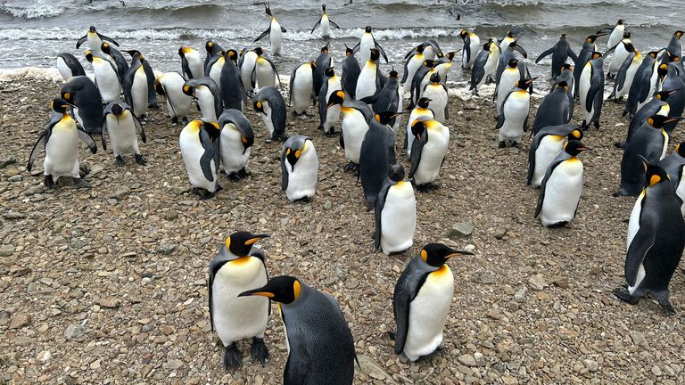 Picture of a group of penguins on the beach and some swimming in the sea from the Falklands from Tom Moore's Falklands piece.