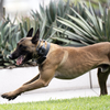 Courts have long seen K-9 dogs as impartial. Now police bodycams hold them accountable