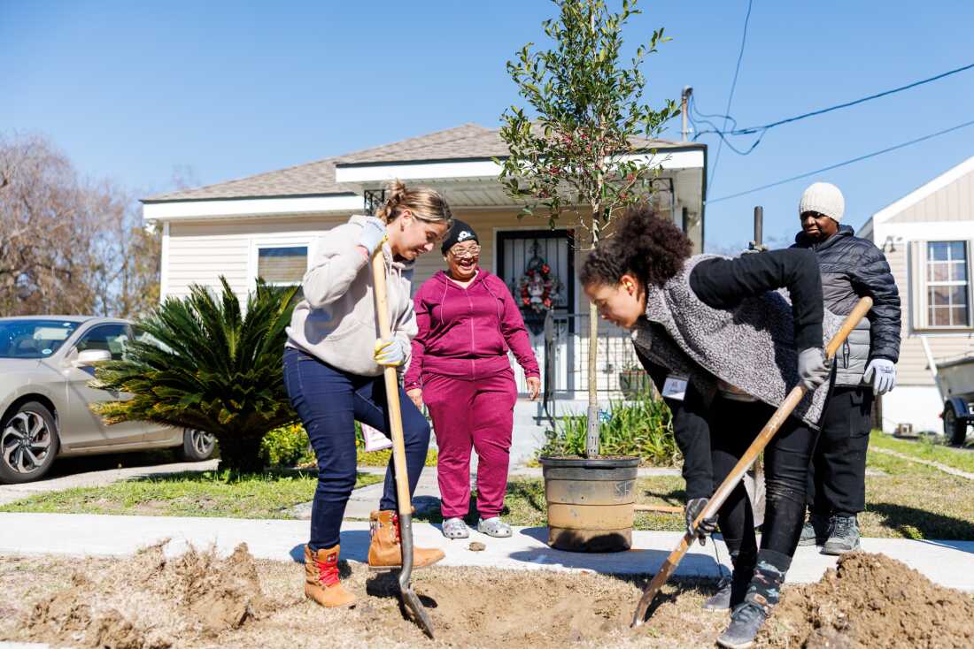 Volunteers Olly De Almeida (left), Jordan Bordenave (right) and Rosemary White (far right) plant trees in front of Tribble Condor’s (center) house in New Orleans' Lower 9th Ward. The project was funded by a federal grant, which was terminated in February.