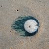 Admire the 'blue button jellyfish' washing ashore on Texas beaches, but don't touch