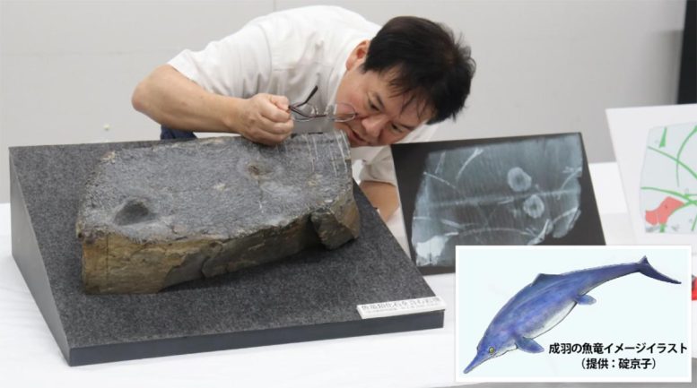 Professor Kato Closely Examines the Ichthyosaur Fossil